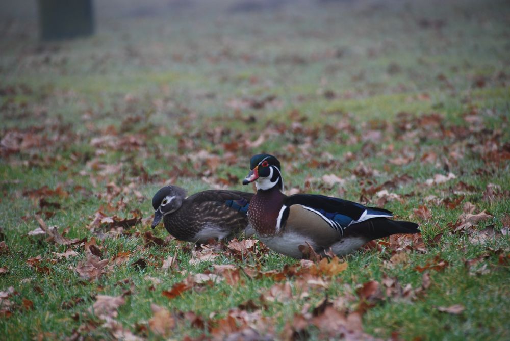 Bride ducks in the meadow Bride ducks in the meadow