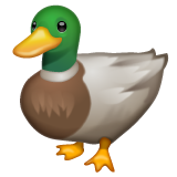 Mallard Emoji from Whatsapp Mallard Emoji from Whatsapp