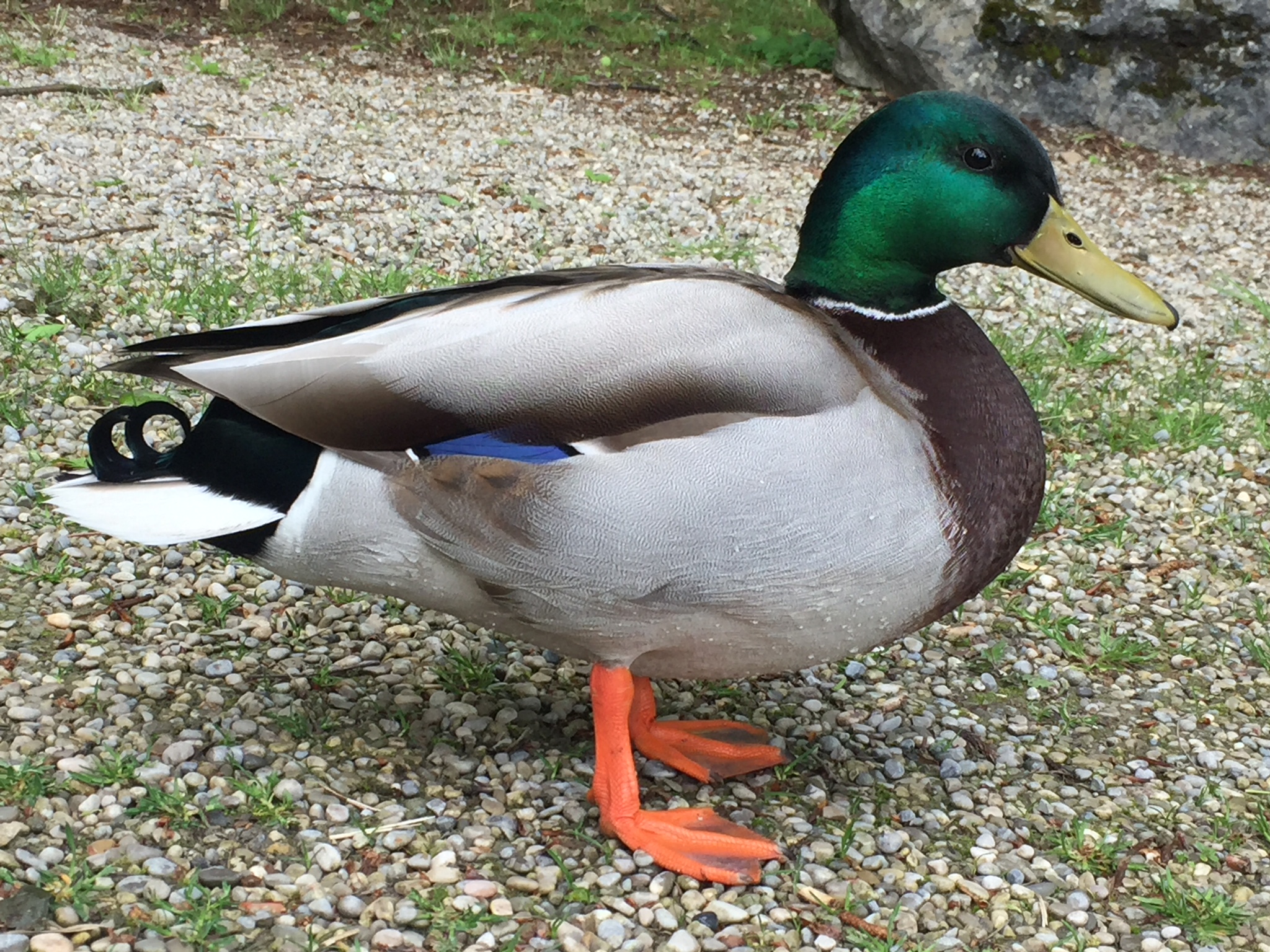 Mallard on gravel Male duck sunning himself on gravel